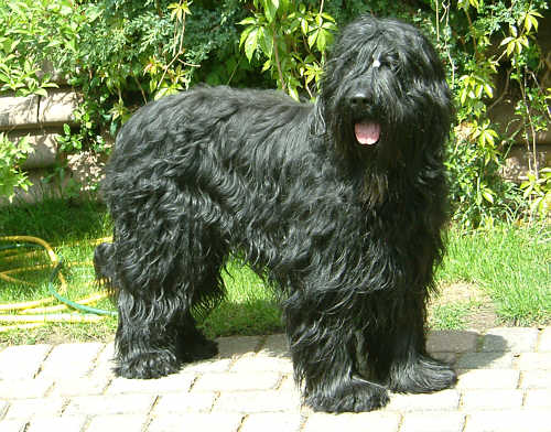 Champion Bam Bam du chateau magic